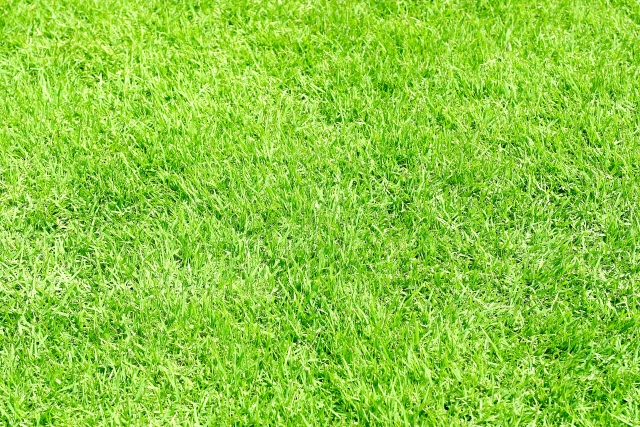 アナタシア芝健の年齢や本名などのプロフィール!失明の理由とは?